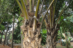 Government of Indonesia Serious to Develop Palm-Based Biodiesel